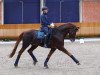 dressage horse Quinn Merlin (Hanoverian, 2013, from Quaterhall)