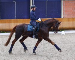 dressage horse Quinn Merlin (Hanoverian, 2013, from Quaterhall)