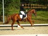 dressage horse Bonifatius de Cologne (Hanoverian, 2011, from Bonifatius)