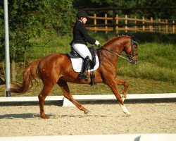 dressage horse Bonifatius de Cologne (Hanoverian, 2011, from Bonifatius)