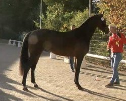 jumper Hengst von Cavoiro - H / FAN Holland (Oldenburg show jumper, 2020, from Cavoiro - H OLD)