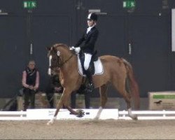 dressage horse Heiligenberg's Aristo (German Riding Pony, 2002, from Hamrik's Golden Arak)