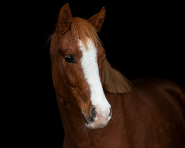 dressage horse MC Miller von der Geest (German Riding Pony, 2020, from Movie Star)