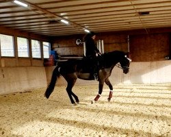 dressage horse Johanna Royal (Oldenburg, 2012, from Glock's Johnson Tn)