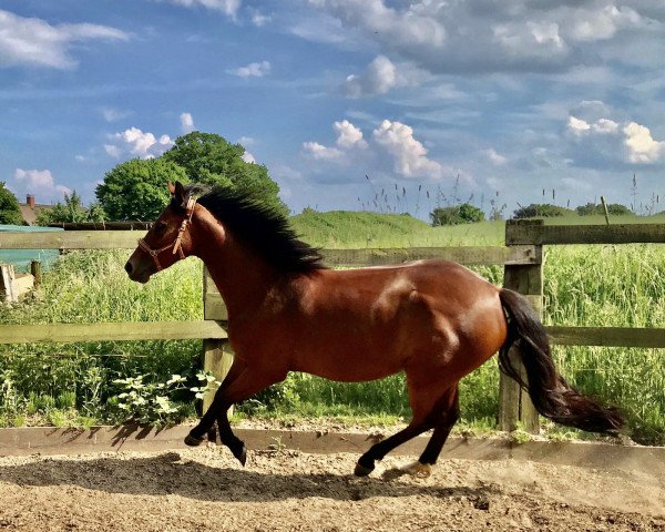 horse Lévandou (Trakehner, 2016, from Osiander)