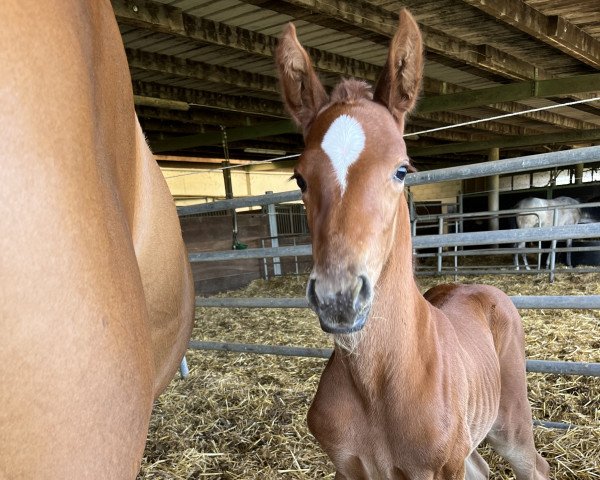 Springpferd Penélope a suerte (Schweizer Warmblut,  , von VDL Pommerol de Muze)