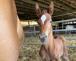 Springpferd Penélope a suerte (Schweizer Warmblut,  , von VDL Pommerol de Muze)