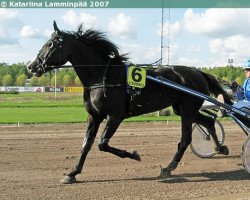 broodmare Marylight Vixi 04-4610 (SE) (American Trotter, 2004, from Spotlite Lobell 408-CA (US))