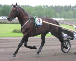 stallion From Above 98-4842 (SE) (Swedish Trotting, 1998, from Zoot Suit 3414-P (US))