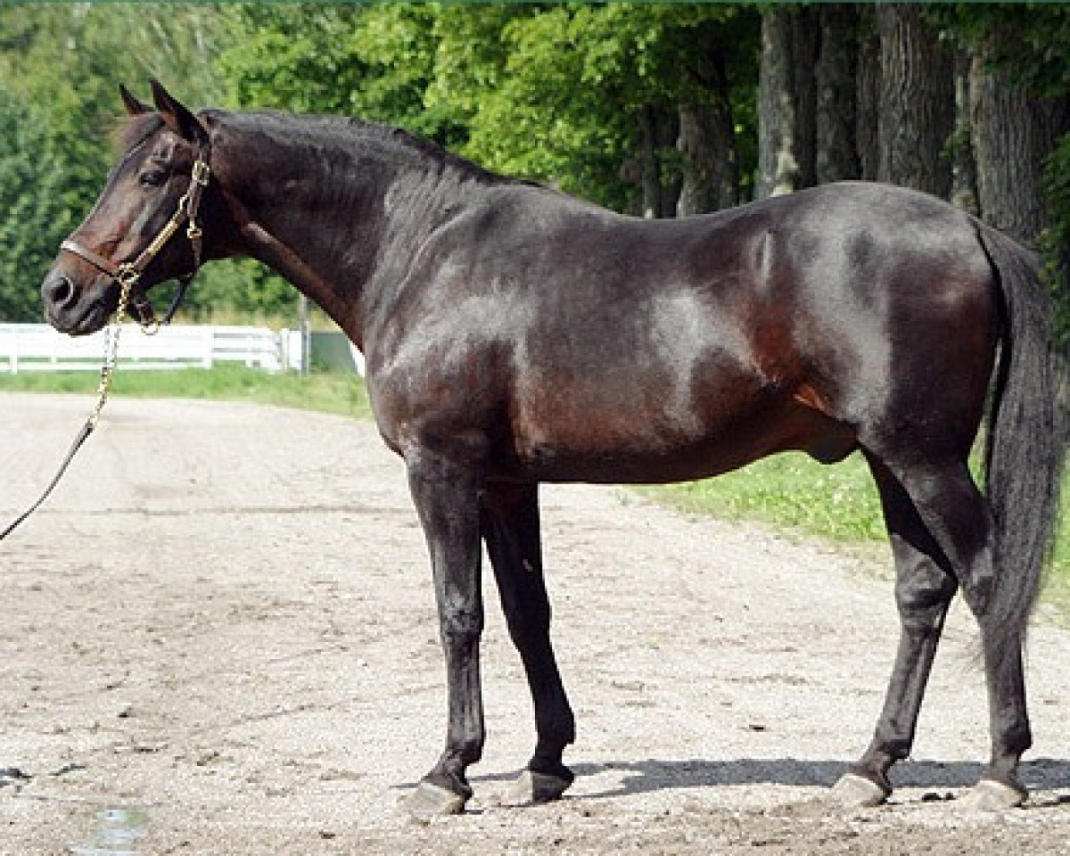 stallion Zoot Suit 3414-P (US) (American Trotter, 1973, from Nevele Pride 7308E (US))