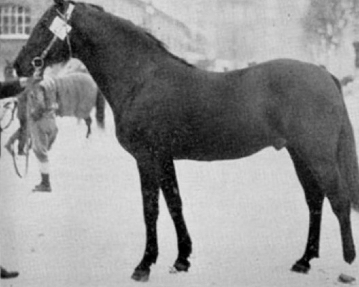 Deckhengst Sandy Flash US-67929 (Amerikanischer Traber, 1924, von Peter Volo 57574 (US))