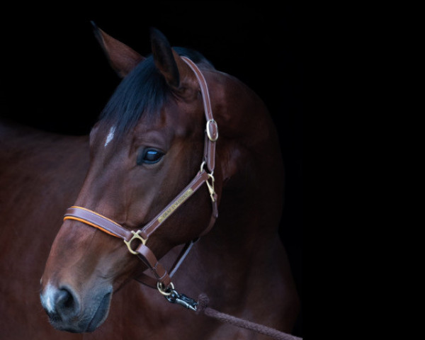 jumper Graf Lorenzio (Hanoverian, 2018, from Grey Top)