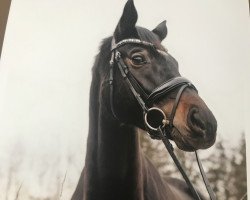 dressage horse Fleur La Belle 4 (Westphalian, 2016, from Future Dream)