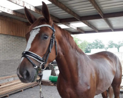 jumper Lindseylina (KWPN (Royal Dutch Sporthorse), 2016, from Arezzo VDL)