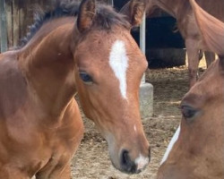 horse D'avie's Diamond (Oldenburger, 2022, from Gut Wettlkam's D'Avie FRH)