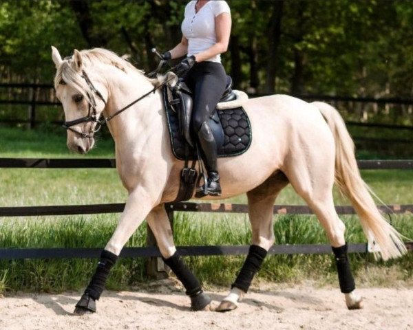 dressage horse Rheingolds Diva (German Warmblood, 2017, from Rheingold)