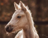 dressage horse Cosimo Deluxe (Palomino, 2019, from Champ de Luxe)