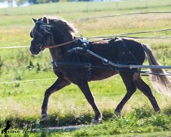 stallion Joker vom Uhlenbruch (German Classic Pony, 2011, from Jonny)