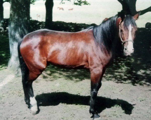 Deckhengst Spotlite Lobell 408-CA (US) (Amerikanischer Traber, 1984, von Speedy Somolli 155AS (US))