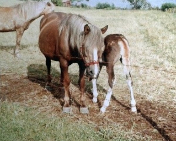 broodmare Merpi 136-71J (Finnish workhorse, 1970, from Merkki 6364)