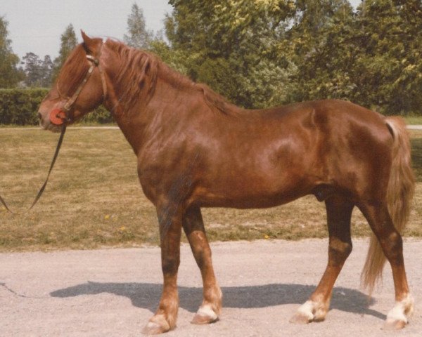 stallion Ero-Lohko yh 1160 (Finnish workhorse, 1951, from Lohko yh 928)