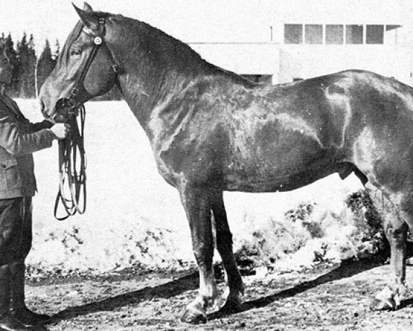stallion Ponne 5902 (Finnish workhorse, 1951, from Murti 3582)