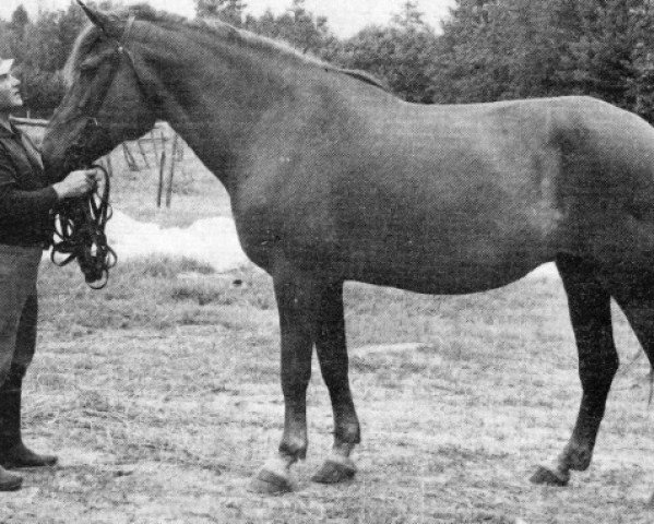 broodmare Ponnen-Maine 1.38,9a (Finnish workhorse, 1960, from Ponne 5902)