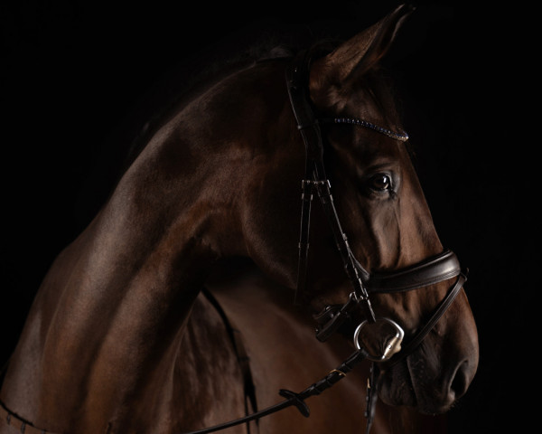 dressage horse Quirin Rz (German Sport Horse, 2017, from Querlybet Hero)