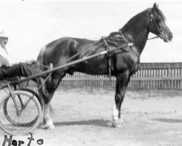 stallion Murto 2306 (Finnish workhorse, 1917)