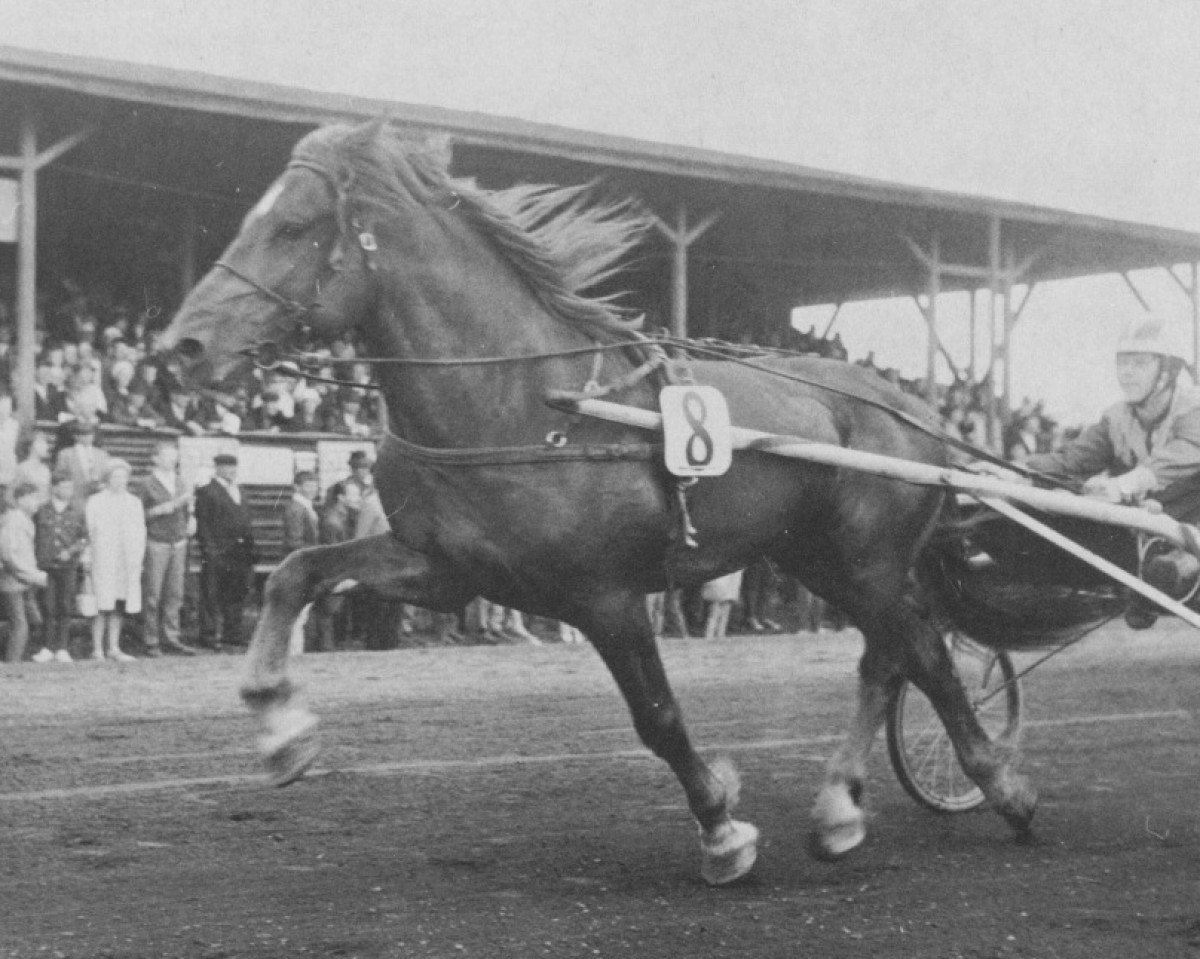 Deckhengst Hovi-Paavi Jo 74 (Finnisches Zugpferd, 1964, von Eri-Hovi 5469)