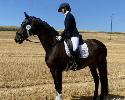 dressage horse Seven Spirit (Westphalian, 2008, from Swarovski)