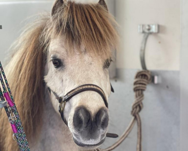 Pferd IMA Sugar Buck King (American Miniature Horse, 2004, von Little Kings Buckwheat)