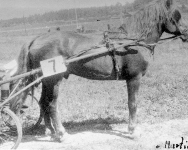 stallion Murtius 4397 (Finnish workhorse, 1940, from Murti 3582)