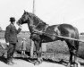 stallion Murti 3582 (Finnish workhorse, 1933, from Murto 2306)