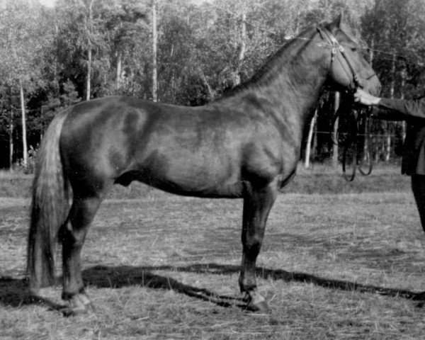 stallion Raikun-Maine yh 608 (Finnish workhorse, 1938)