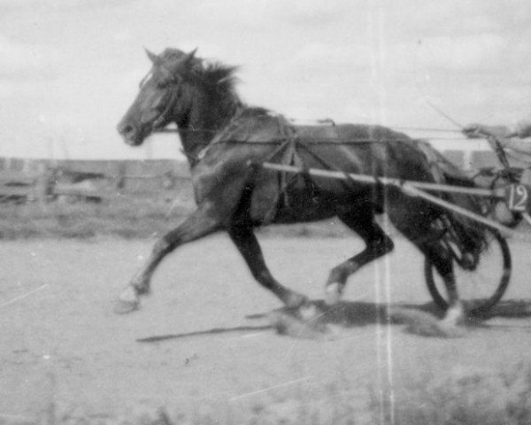 broodmare Sirkka-Lintu (Finnish Klepper, 1939, from Eri-Aaroni 3423)