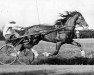 stallion Eri-Aaroni 3423 (Finnish workhorse, 1932, from Murto 2306)