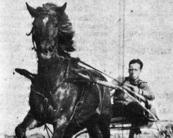 broodmare Sirkka 1557 (Finnish workhorse, 1929)