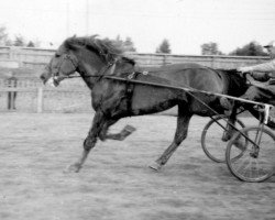 Deckhengst Vihun-Pisko yh 1004 (Finnisches Zugpferd, 1943, von Vihu 1.30,6)