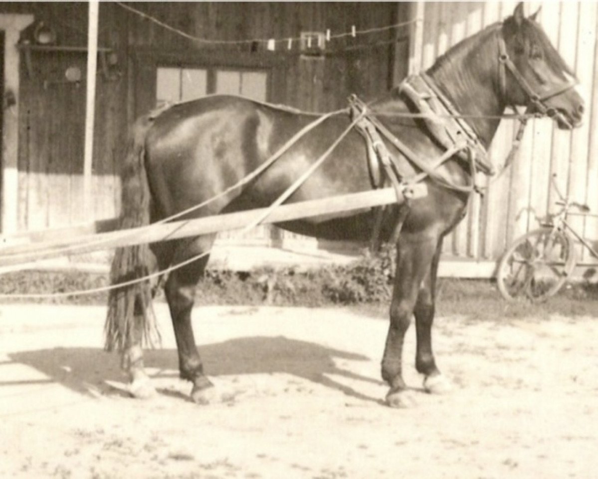 stallion Vihu 3402 (Finnish workhorse, 1932, from Murto 2306)