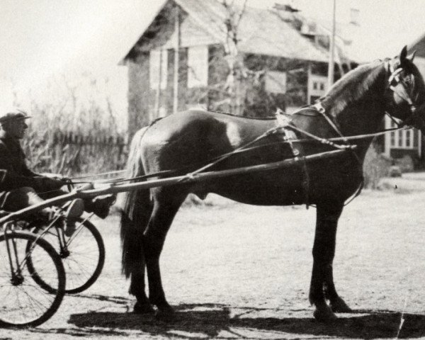 stallion Erakon-Pomo yh 120 (Finnish workhorse, 1924, from Erakko 1807)