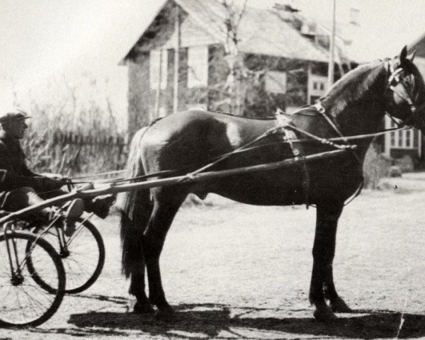 Deckhengst Erakon-Pomo yh 120 (Finnisches Zugpferd, 1924, von Erakko 1807)