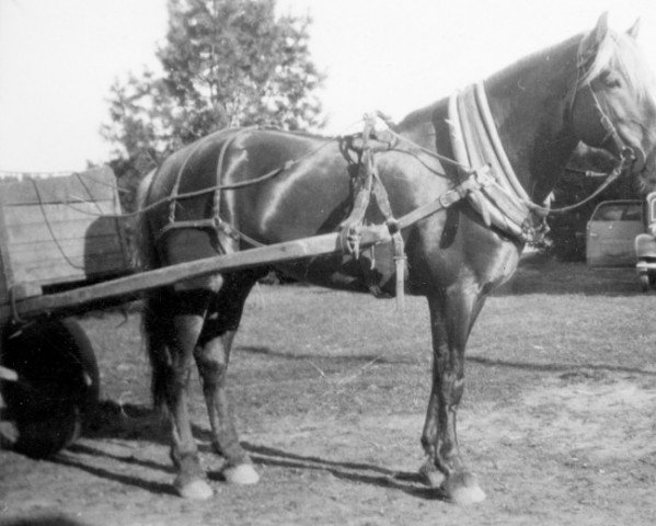 stallion Äly 3152 (Finnish workhorse, 1929)