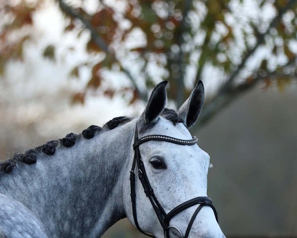 Springpferd Harleen (Trakehner, 2017)