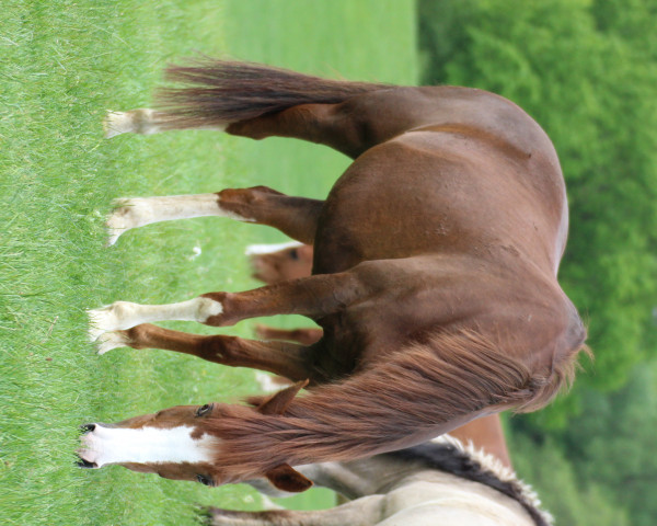 horse Ahornhofs Tina (New Forest Pony, 2011, from Kantje's Zappa)