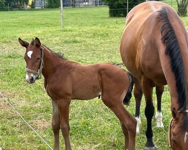 dressage horse Nivaldo (Oldenburg, 2022, from Niagara 34)