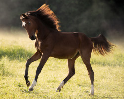 Springpferd Columbia della Fortuna Z (Zangersheide Reitpferd, 2021, von Columbus Z 3)