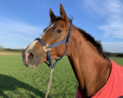 dressage horse Bella Interstellar (German Sport Horse, 2018, from Ben Benicio)