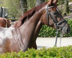 dressage horse Sterntaler 45 (Westphalian, 2005, from Sir Donnerhall I)