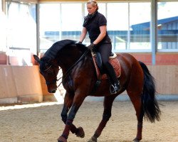 dressage horse Don Futuro (Oldenburg, 2000, from Don Gregory)